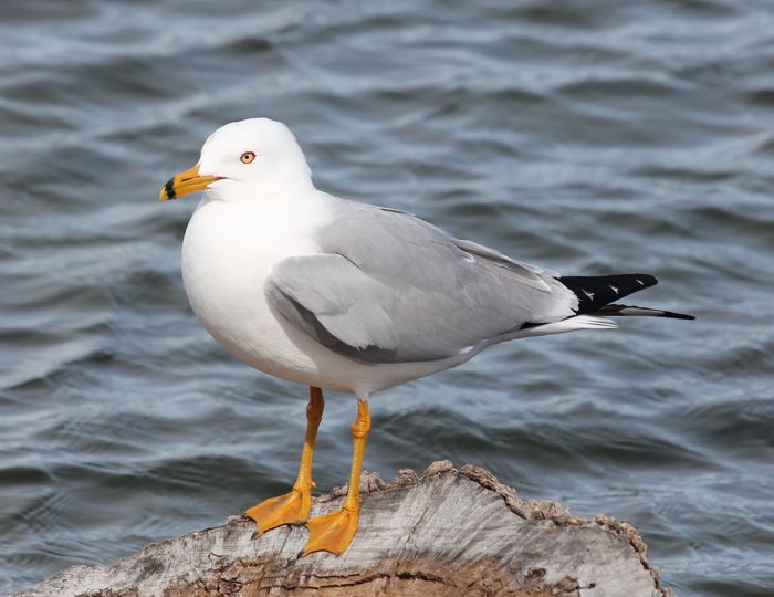 gull